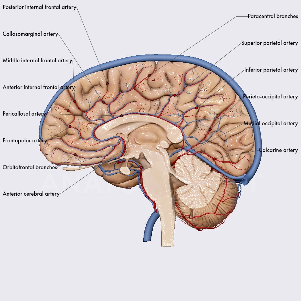 Arterial blood supply of the cerebrum